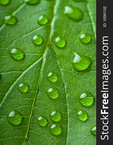 Macro of fresh green leaf with water droplets