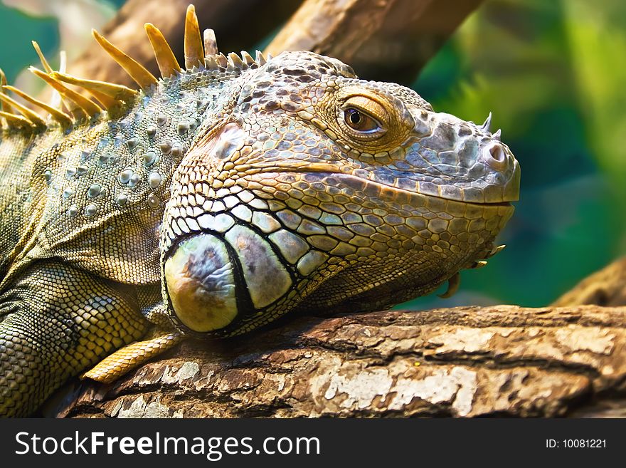 Head of a lazy Iguana lying along the branch