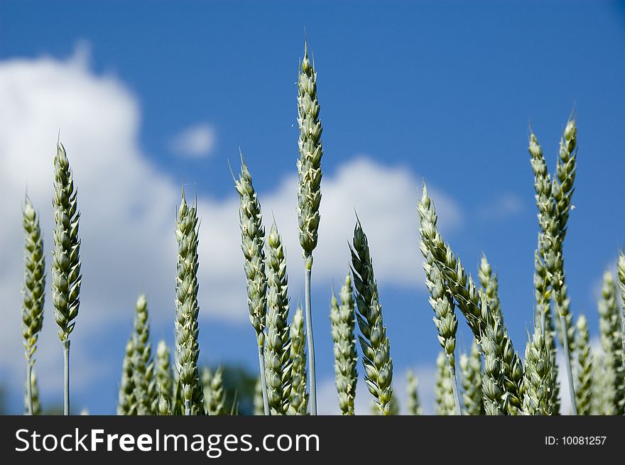 Wheat On A Blue Sky