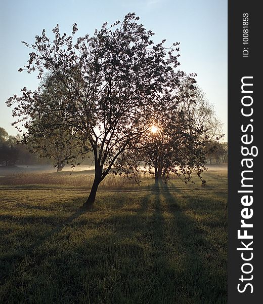 Solitary trees in the sunrise. Solitary trees in the sunrise