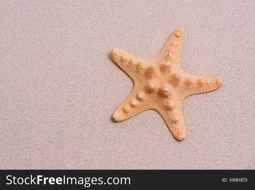 Beautiful starfish on bright white sand.