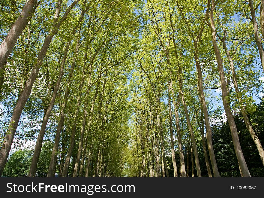 Summer tree against blue sky with white cloud background