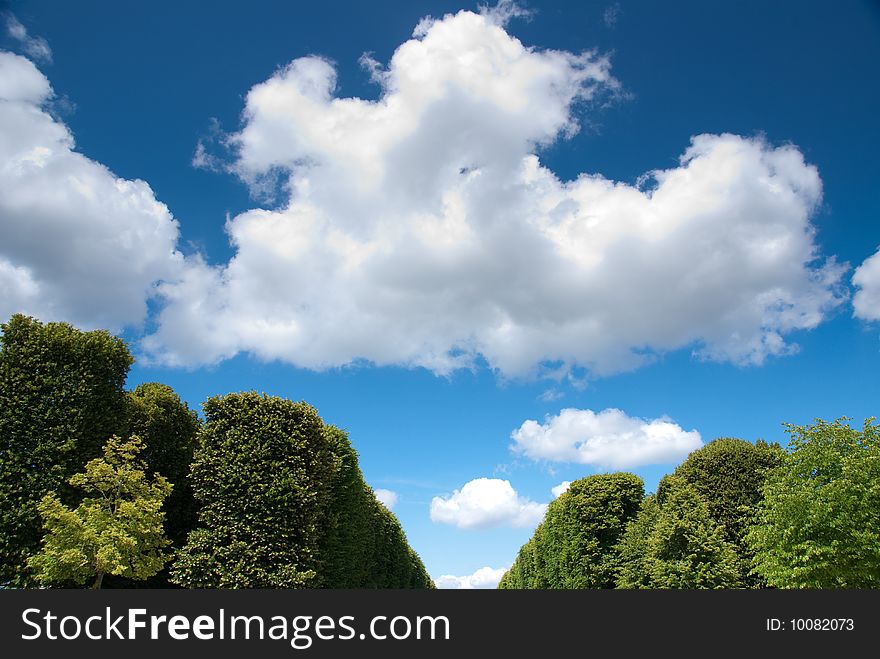 Tree against blue sky