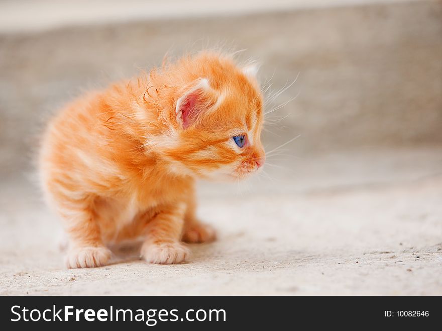 Small cute red kitten sitting on the floor. Small cute red kitten sitting on the floor