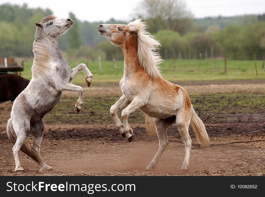 A young Haflinger-stallion and a pony-gelding fighting on a paddock. A young Haflinger-stallion and a pony-gelding fighting on a paddock