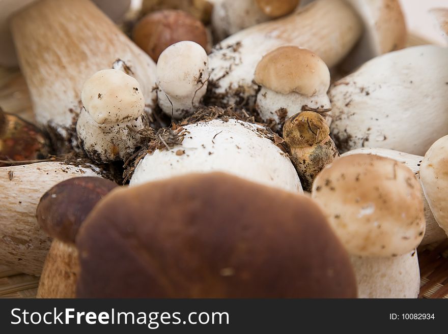 Closeup of group of edible Boletus mushrooms.