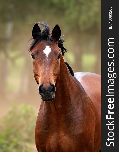 Front-view of a warm-blooded gelding, staying on a dusty meadow