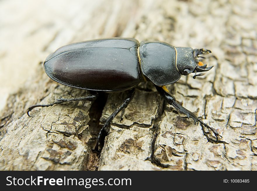 Feamale stag beetle found in my vineyard and shoot outdors before some hard work