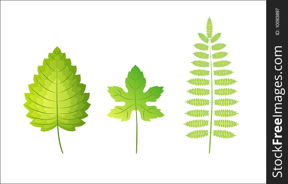 Vector green leaves