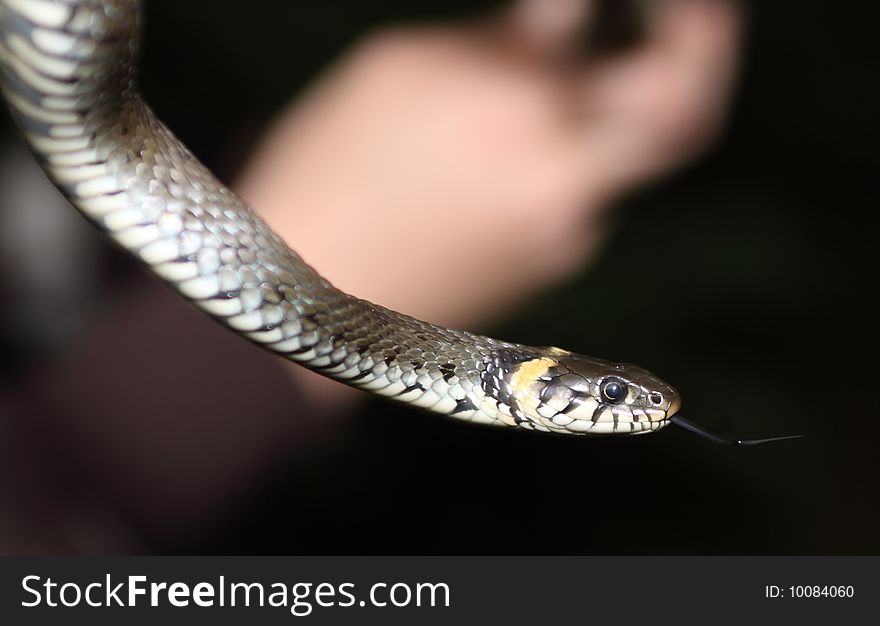 The snake hangs on a stick during image