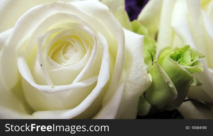 The purity and cleanness of a beautiful white rose