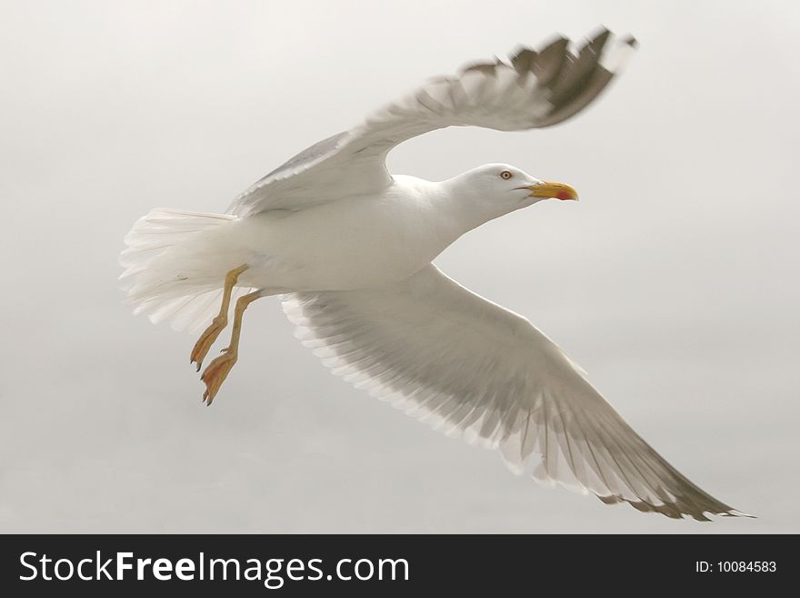 Lift The Gull With White Background