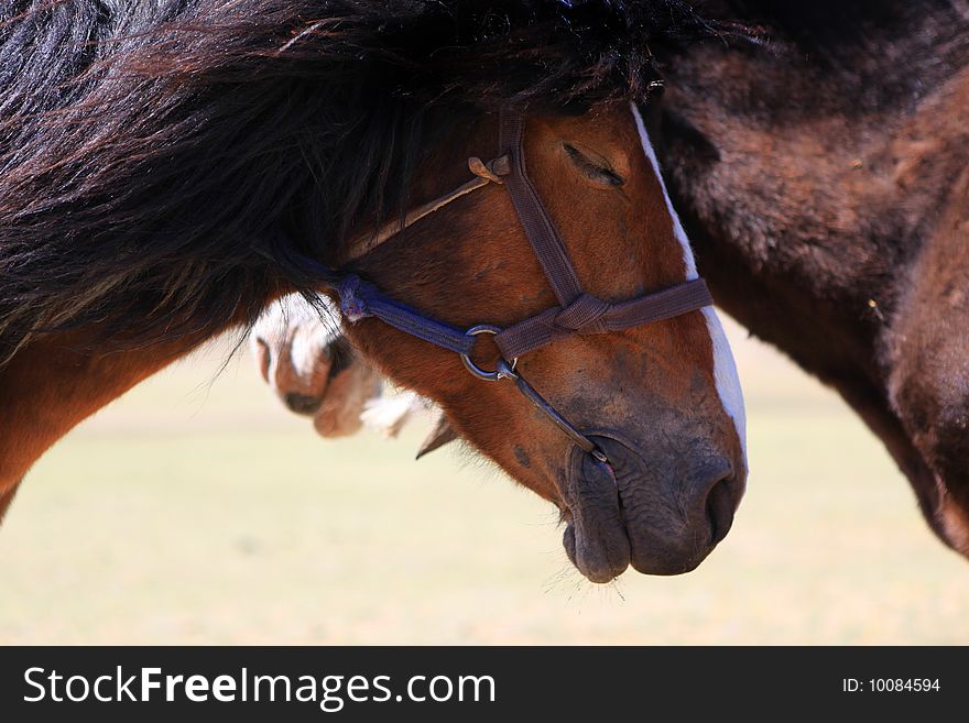 Horse closed eyes. (Purebred Horse)