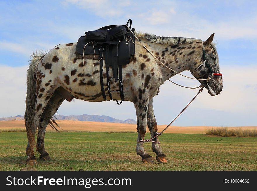 Horse in a field, mongolia. Horse in a field, mongolia.