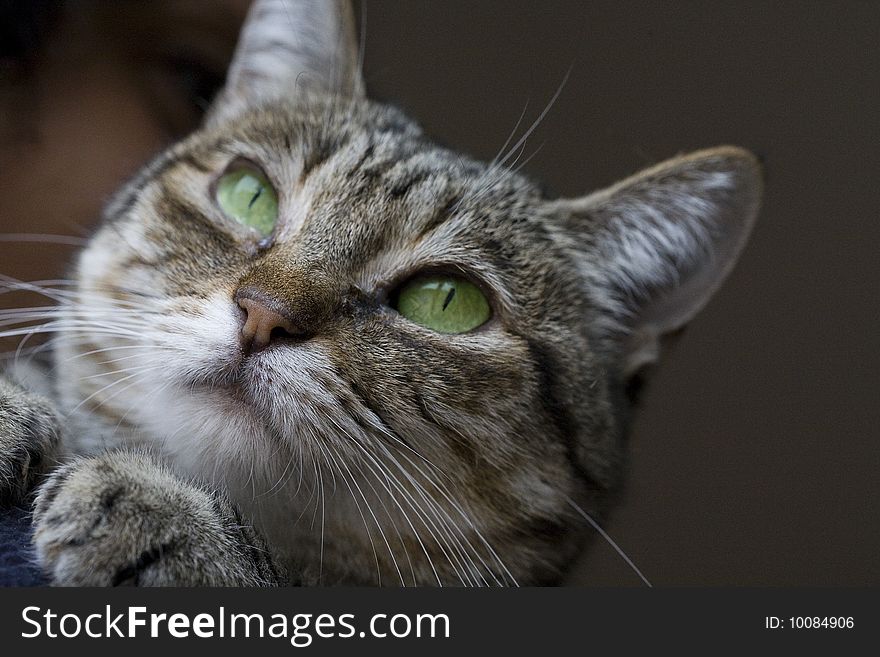 Foreground of the muzzle of a European domestic cat