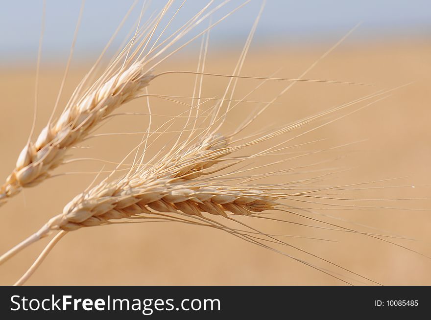 Ears of wheat against the sky and a field