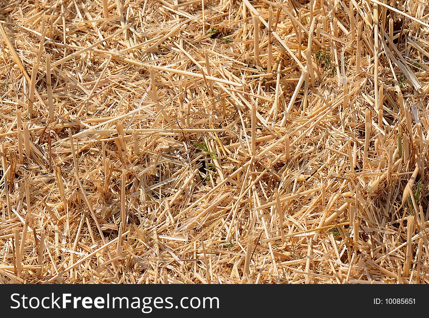 Field of ripe oblique wheat