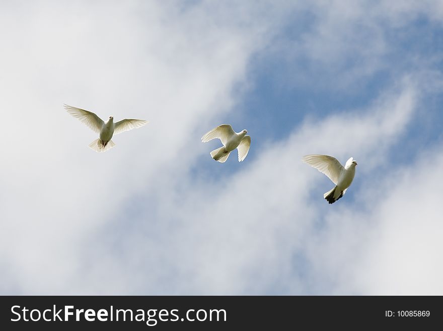 White doves in blue sky. White doves in blue sky