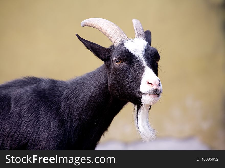 Portrait of a black goat. Portrait of a black goat