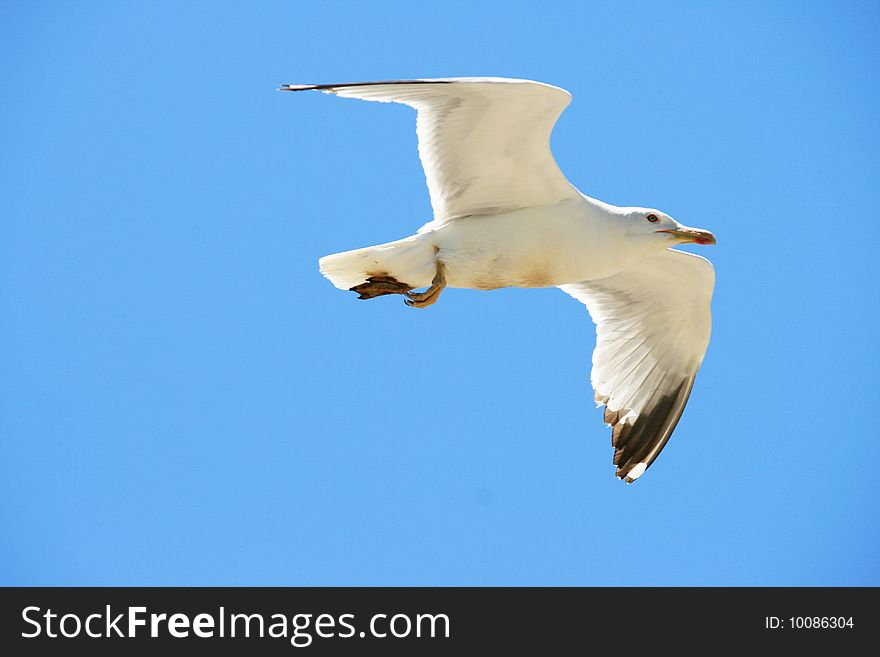 Gull to fly to taste the wind on blue sky. Gull to fly to taste the wind on blue sky