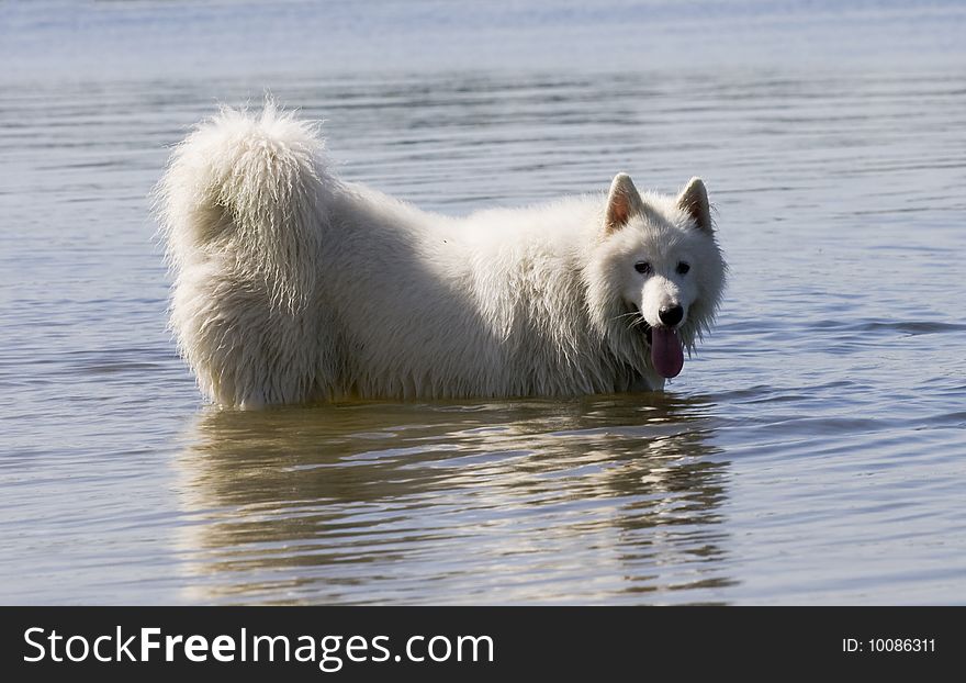 Samoyed dog in water outdoor