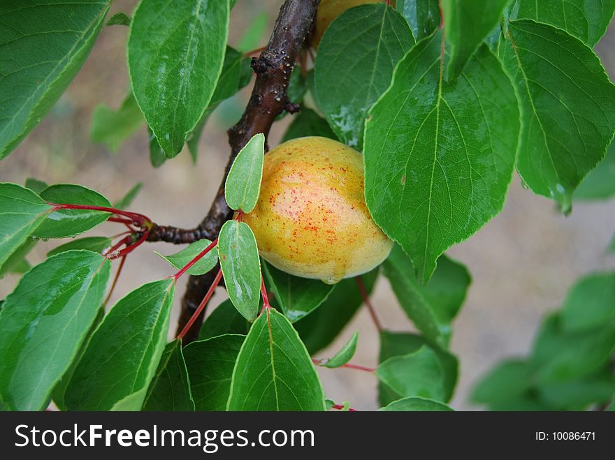 Apricot branch