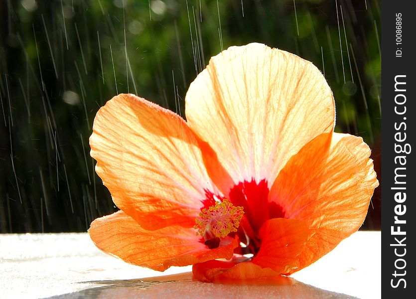 Close up of a sprinkled hibiscus. Close up of a sprinkled hibiscus