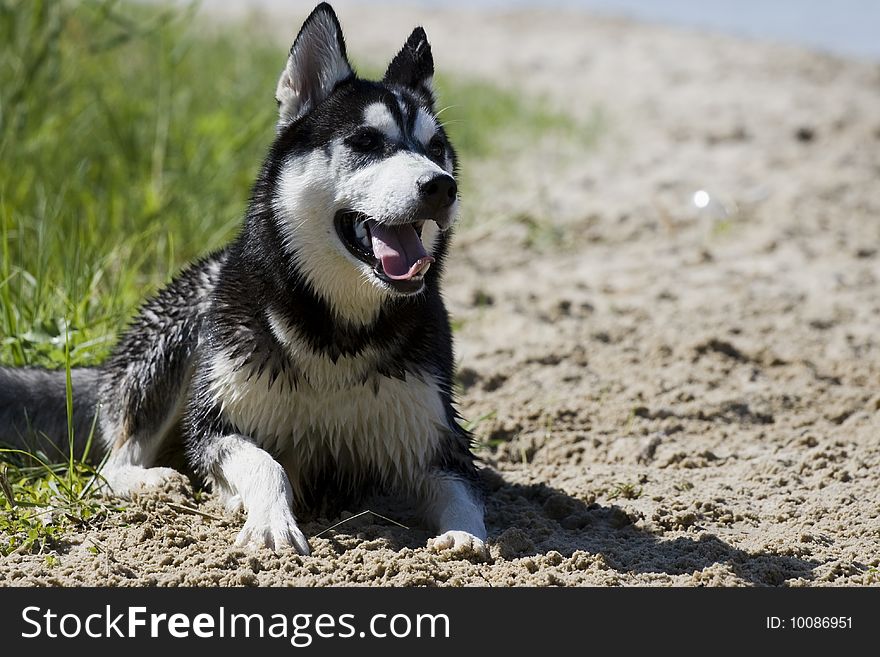 Portrait of siberian husky outdoor. Portrait of siberian husky outdoor