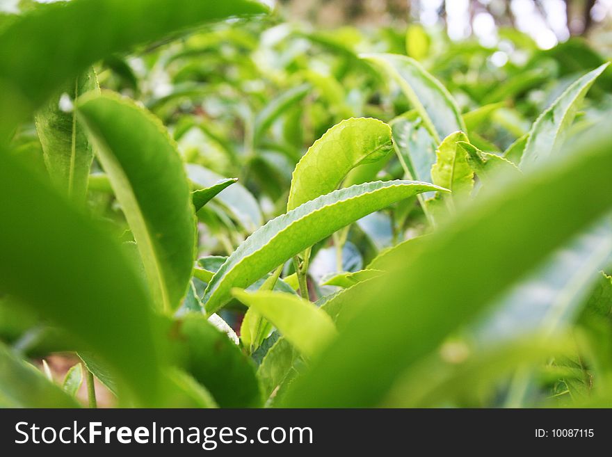 Close shot of tea leaves from a tea garden in north India