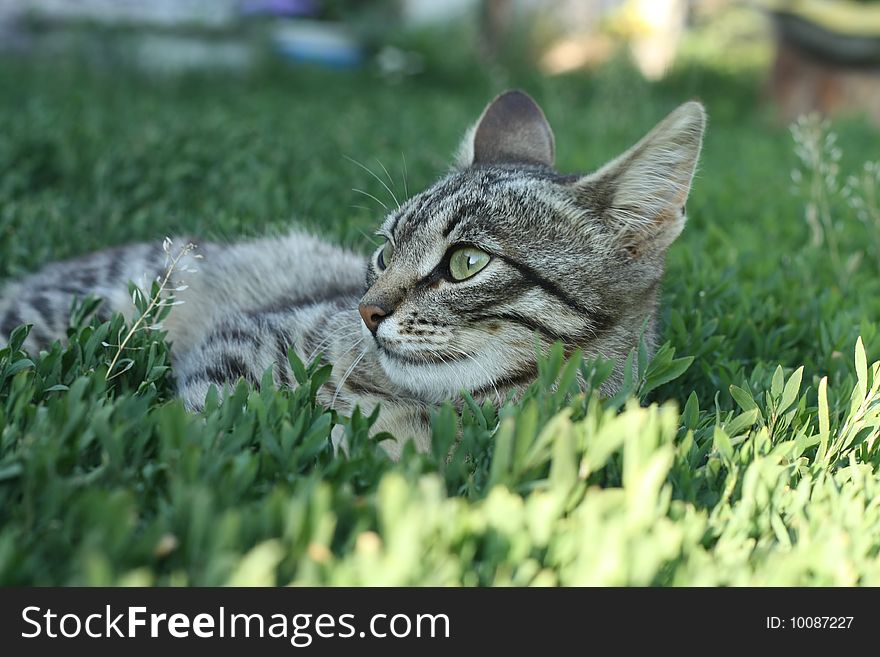 The grey cat lies on a green grass