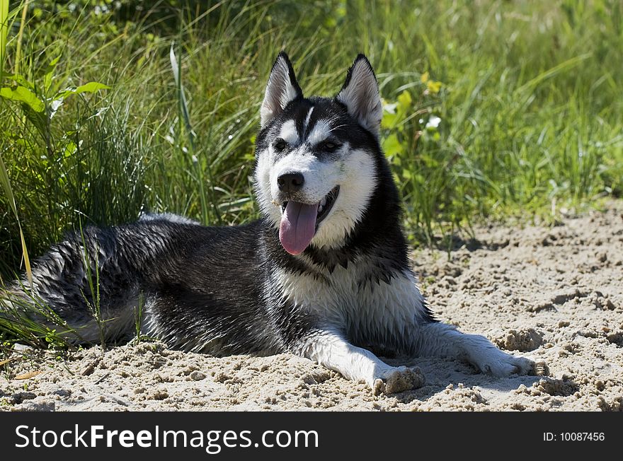 Portrait of siberian husky outdoor. Portrait of siberian husky outdoor