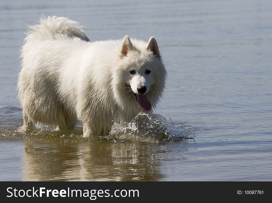 Portrait of beautiful dog in water