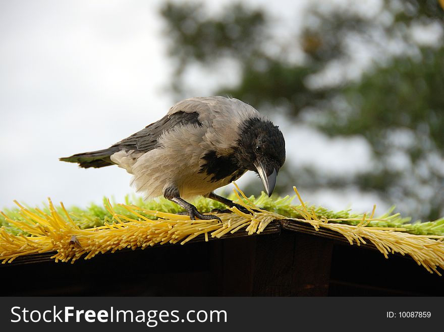 Raven On A Roof