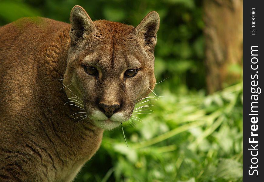 Puma looking directly at you. Puma looking directly at you