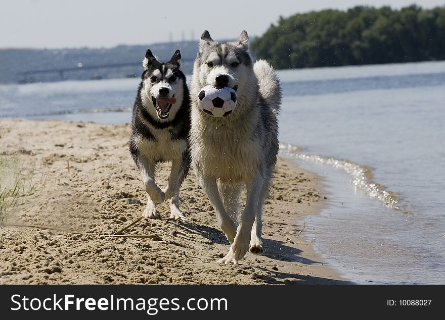 Portrait of beautiful dogs playing outdoor