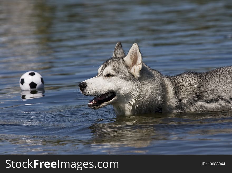 Siberian husky swiming in water. Siberian husky swiming in water