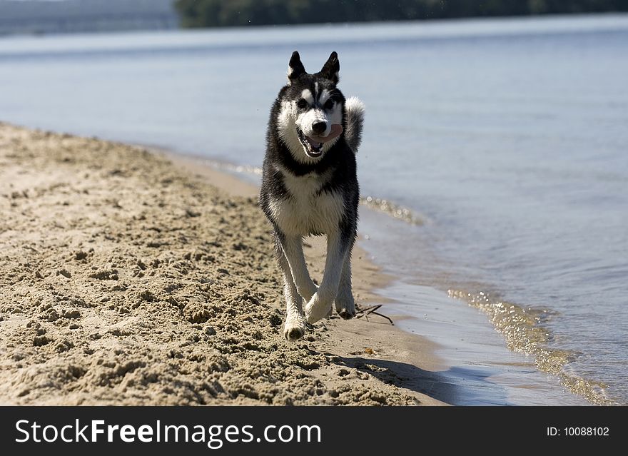 Portrait of beautiful dog outdoor