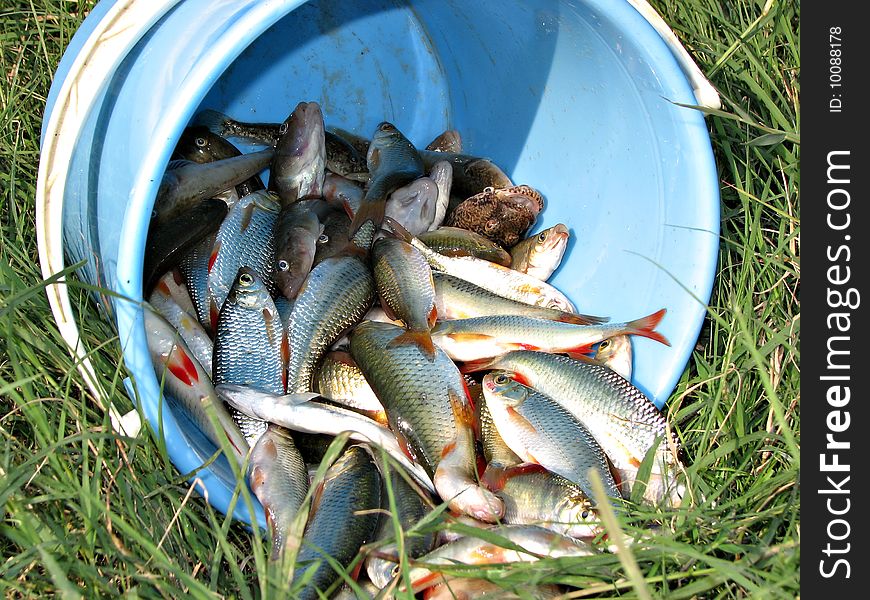 A bucket of fish is upside on the grass.