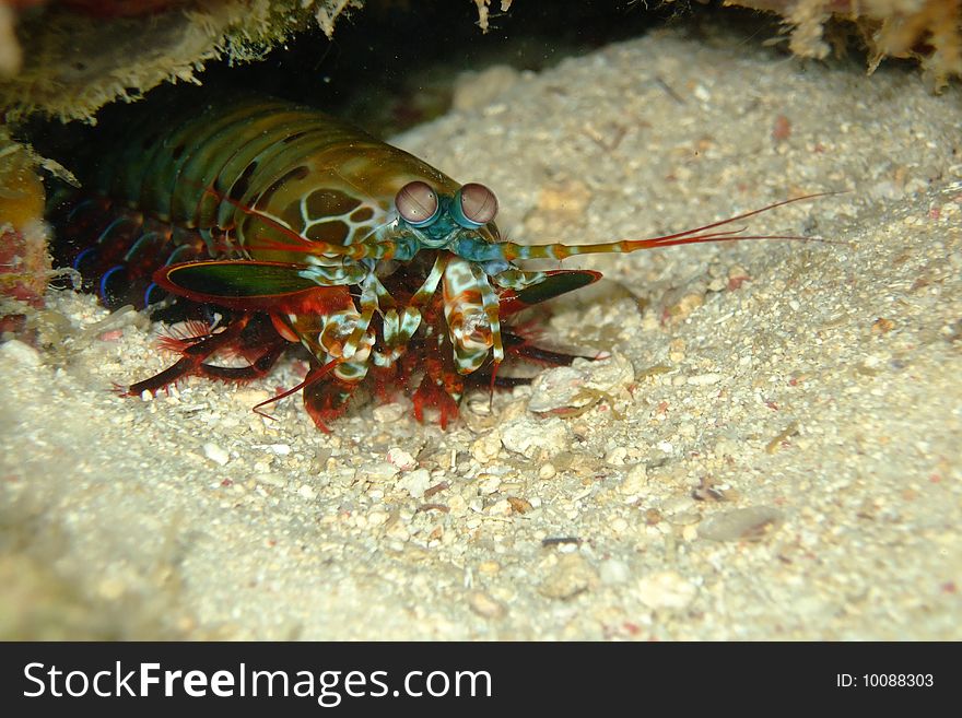 Manta shrimp in its hideout