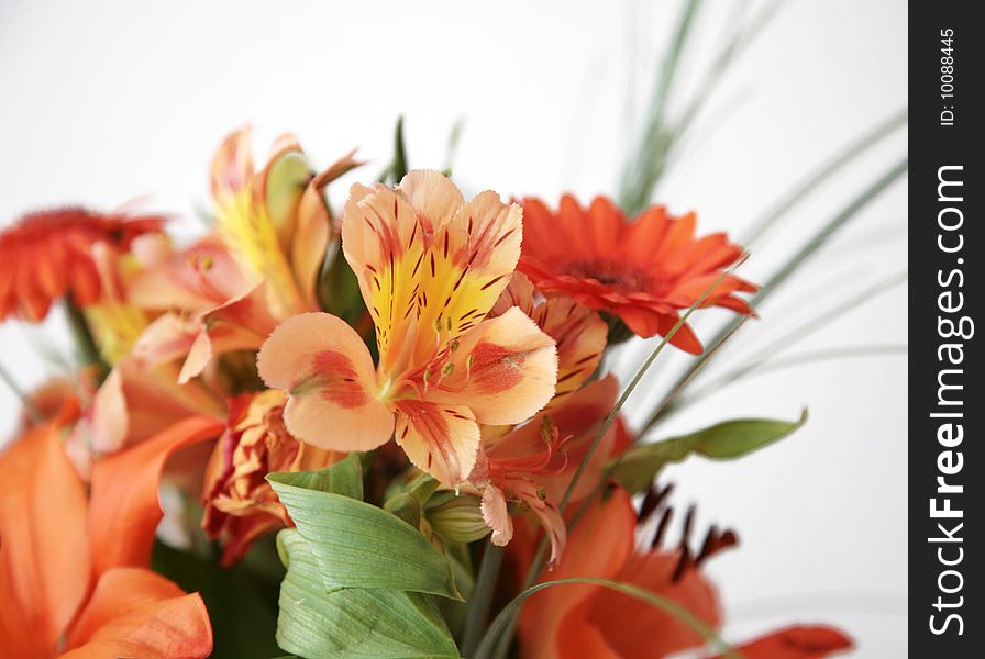 Orange lilies over white in close up. Orange lilies over white in close up