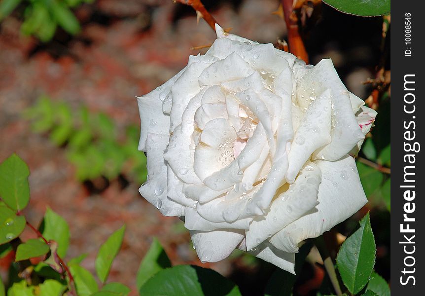 Morning Dew on the Blooming Rose - Flower