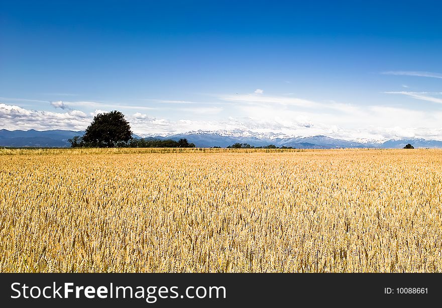 Beautiful wheat ears landscape with a tree and mountains in the background.