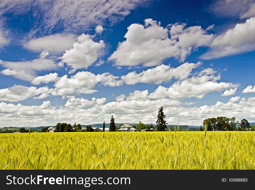 Countryside in the morning with cloudy blue sky