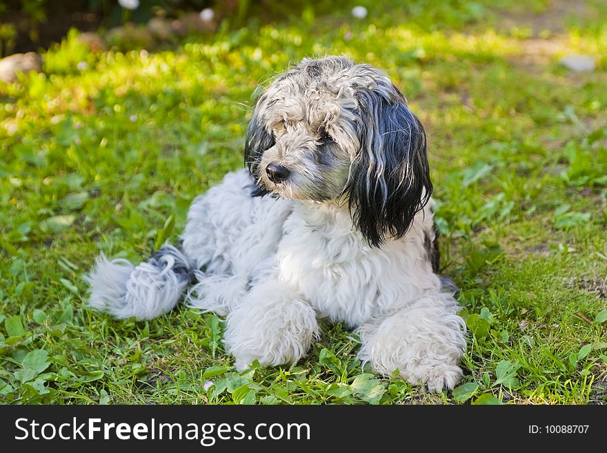 Chinese Crested puppy with sad eyes lays on a grass