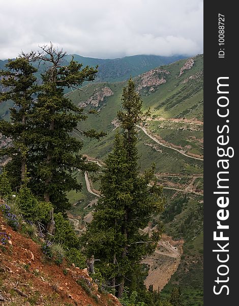 Fur-trees on Kyrgyzstan mountains, asia