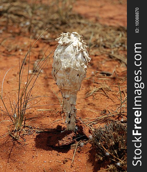 Australian mushroom in desert, Red Centre, Australia.