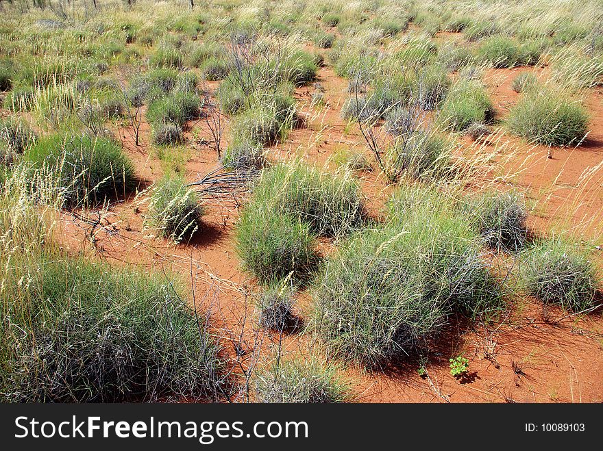 Spinifex in Red Centre, Australia