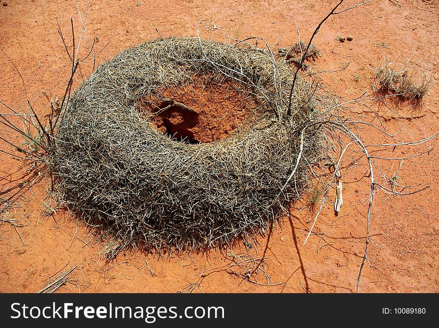 Ant hill in Australian desert