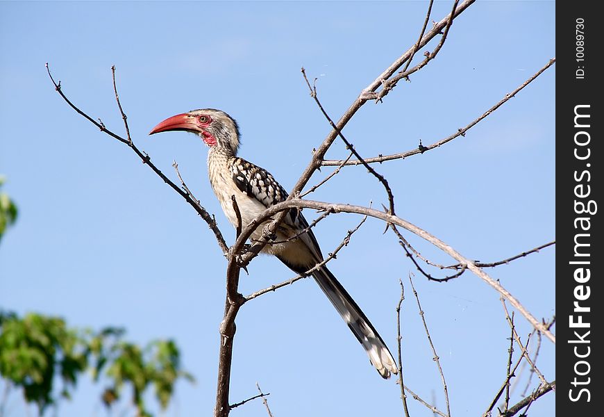 A Red-billed Hornbill (Tockus erythrorhynchus). Chobe National Park, Botswana. A Red-billed Hornbill (Tockus erythrorhynchus). Chobe National Park, Botswana