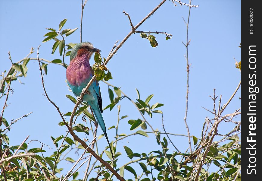 Lilac-breasted Roller - Coracias Caudatus